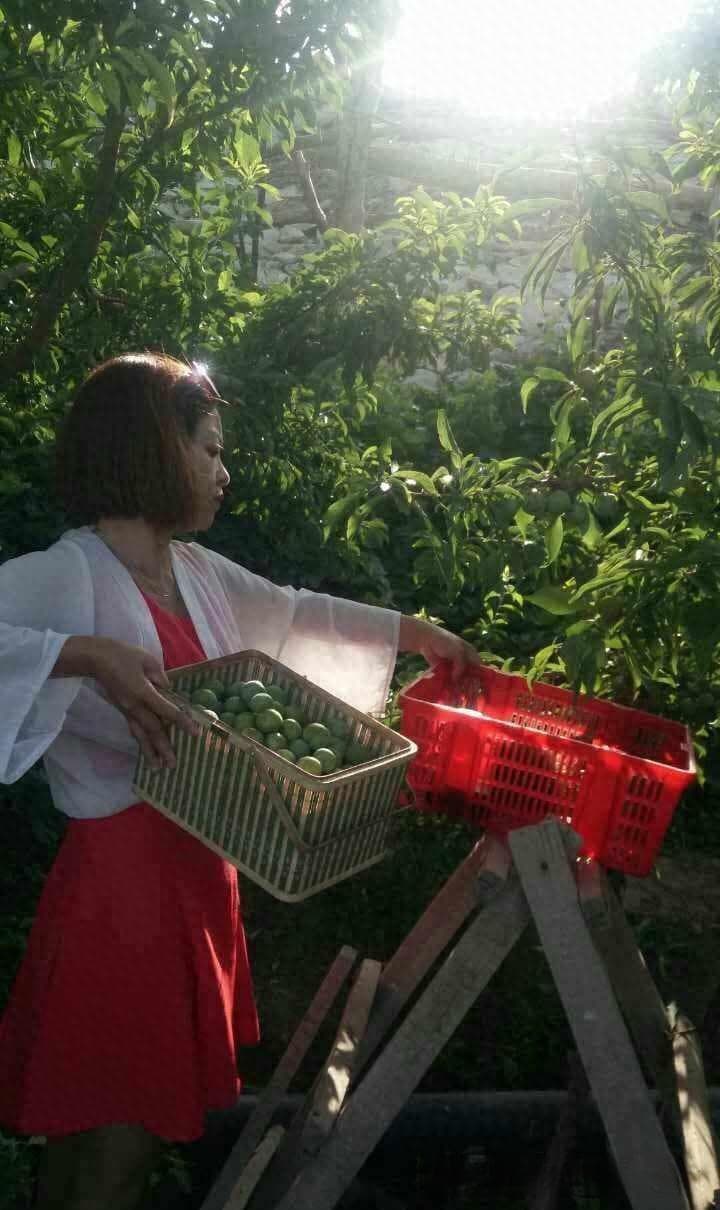 中国十大李子品种：从黑布林到半边红，品味果中珍品