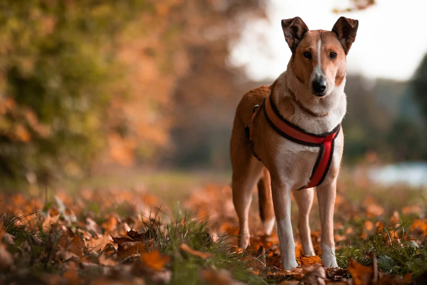 宠物犬心血管健康指南：从结构到预防的全面解析