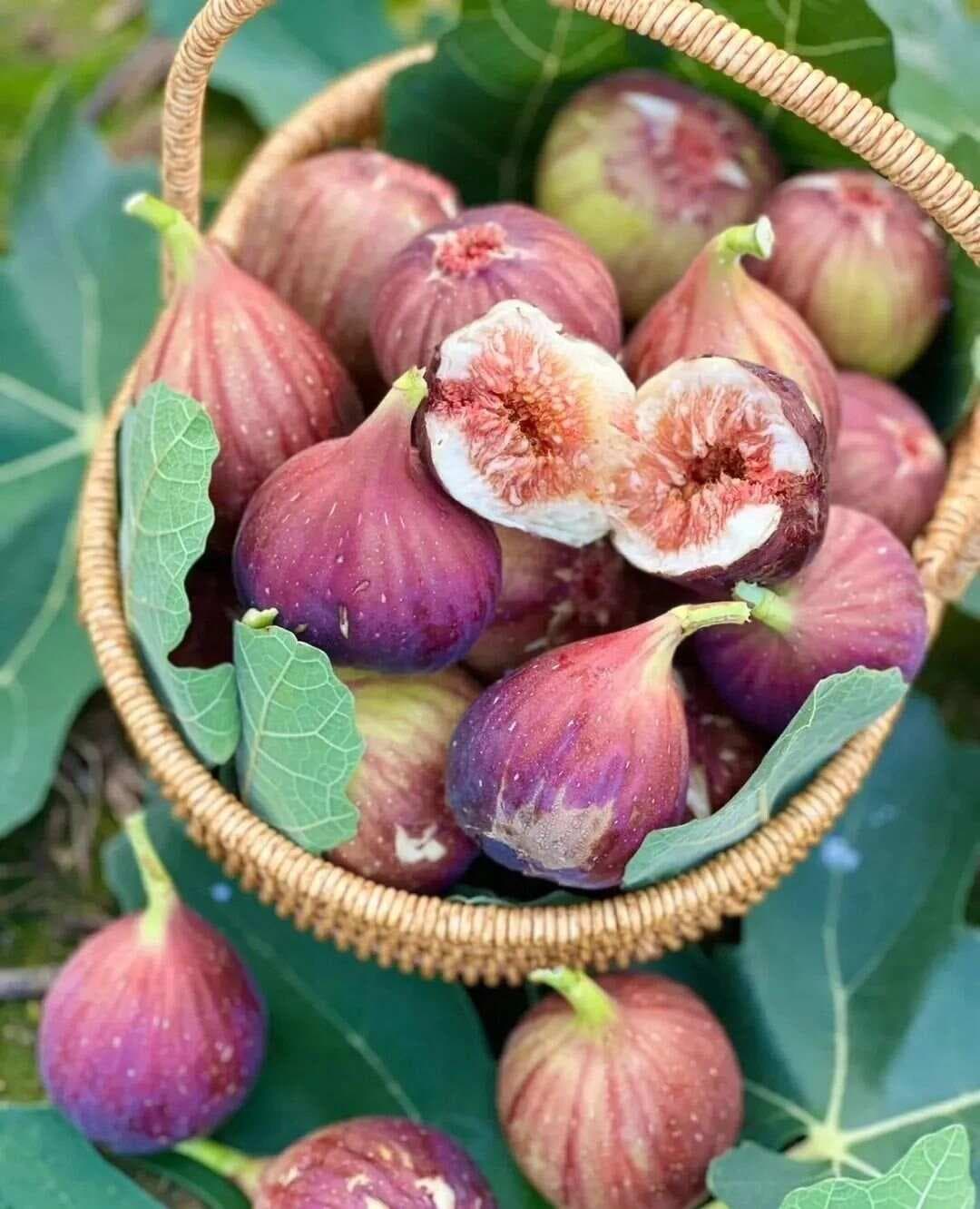 【中草药科普】每天认识一味中草药-无花果