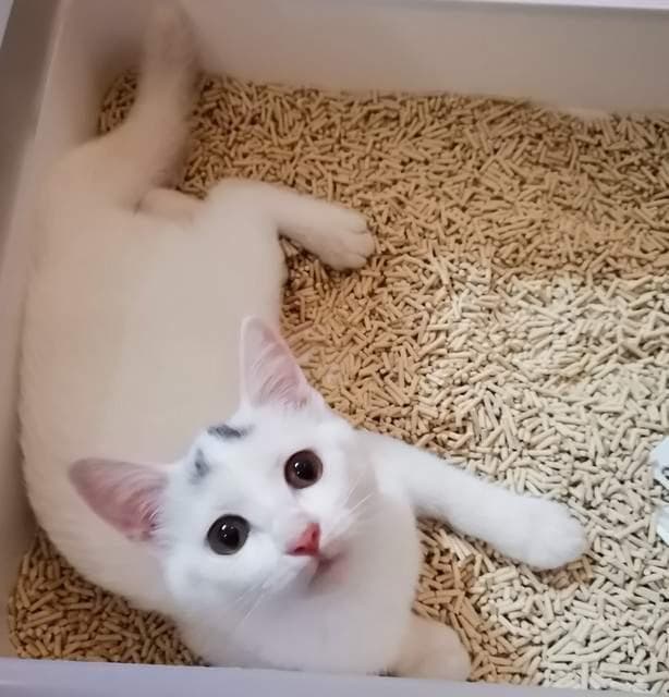 猫砂多久一换？新手铲屎官如何判断猫砂的质量？