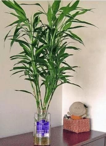 有“5种”植物最爱水，每天浇1次，不仅不会烂根，反而蹭蹭长！
