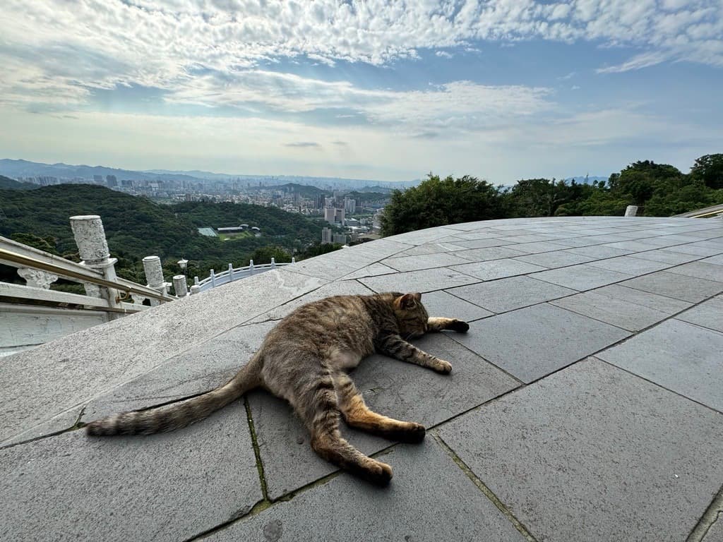 被猫咬立刻尖叫！当心猫咪把你当猎物！解析喵星人开咬的原因