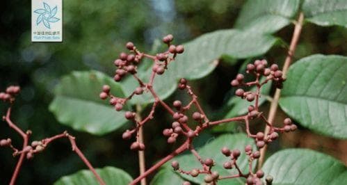 茱萸是什么植物？,古老植物的现代解读
