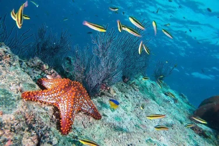 了解海洋里的棘皮动物——今天认识海星