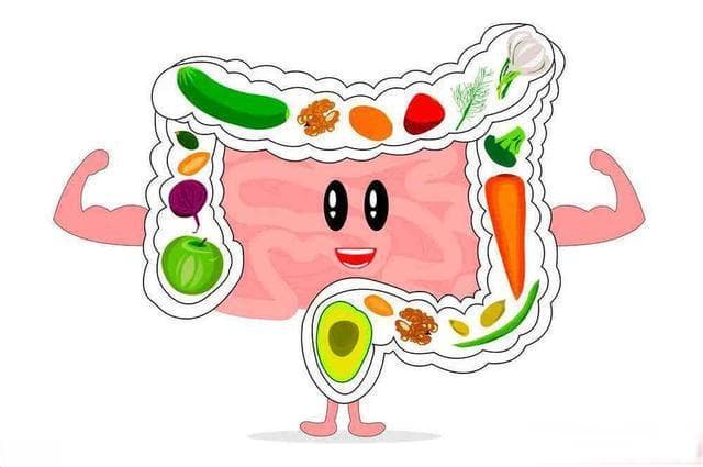 膳食纤维补充的肠胃健康益处：促进排便、调节菌群和降低血脂