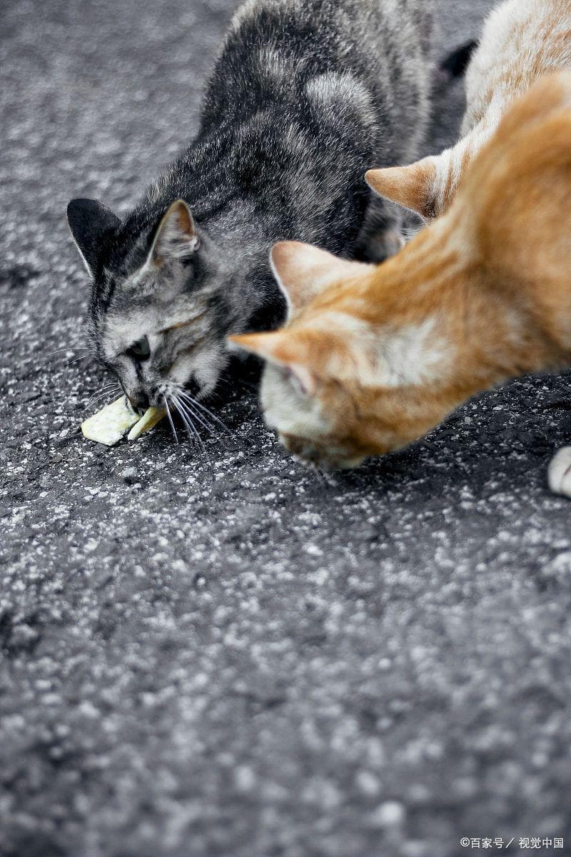 救助流浪猫：爱心泛滥还是必要之举？