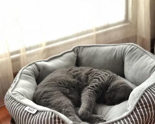 让猫咪爱上猫窝的绝招（有效方法帮助猫咪适应猫窝，远离感冒风险）