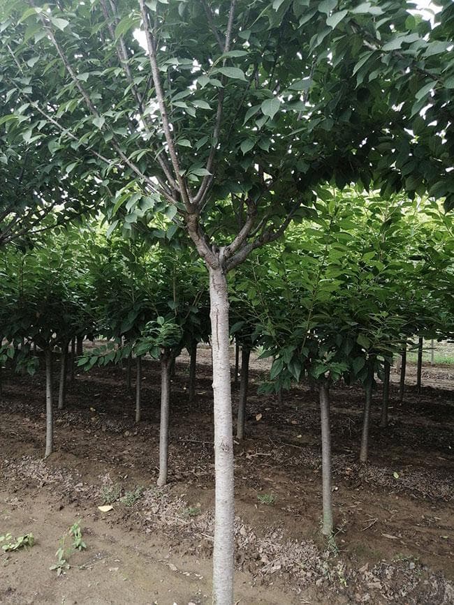 樱花移栽后怎样浇水？樱花树的移栽与管理技术
