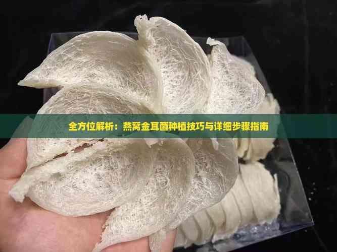 全方位解析：燕窝金耳菌种植技巧与详细步骤指南