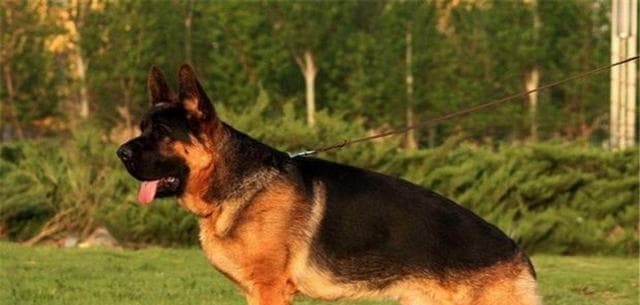 黑狼犬为何经常叫唤？（探究黑狼犬叫唤的原因及解决方法）