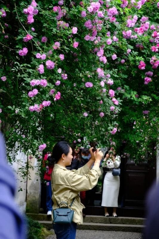 夏日“顶流”！快来姑苏邂逅一场蔷薇花事
