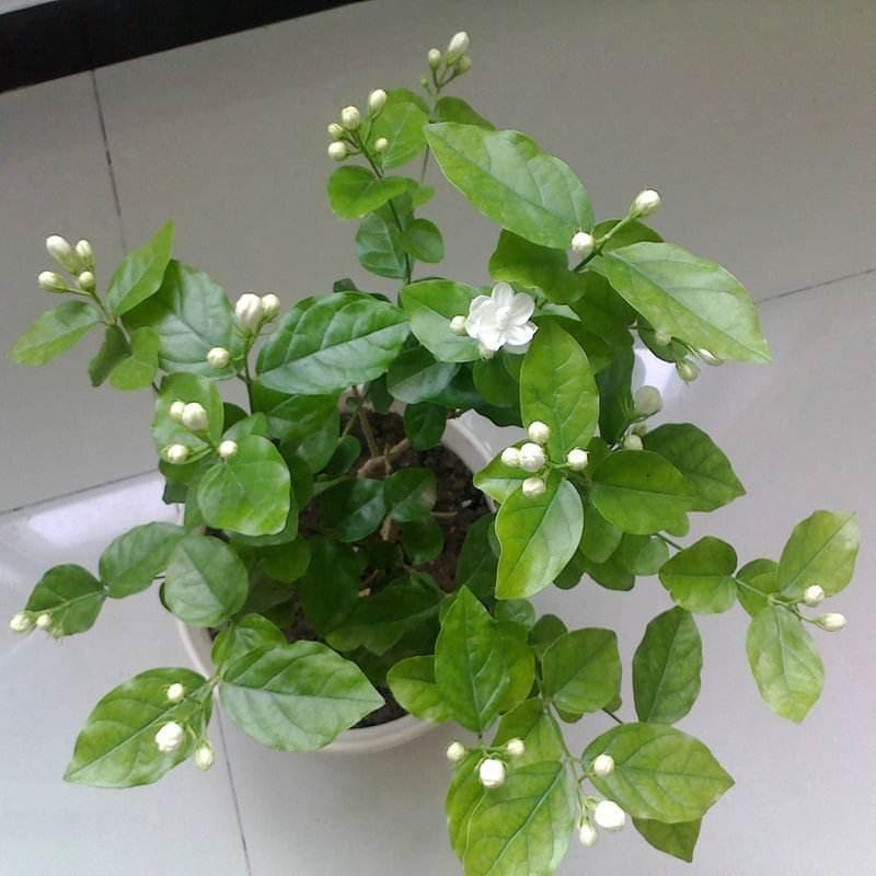 茉莉花叶子发黄原因及解决办法