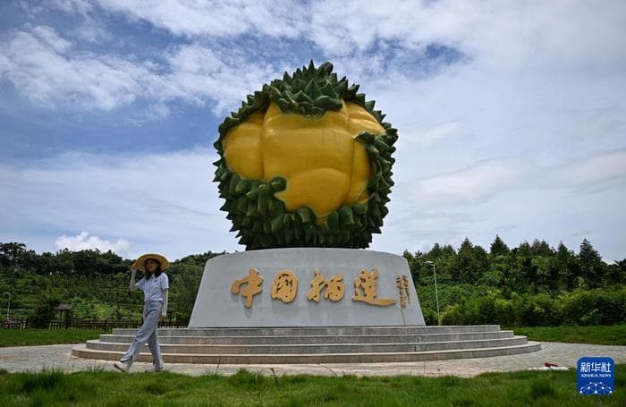 海南三亚：发展国产榴莲产业 助推乡村振兴
