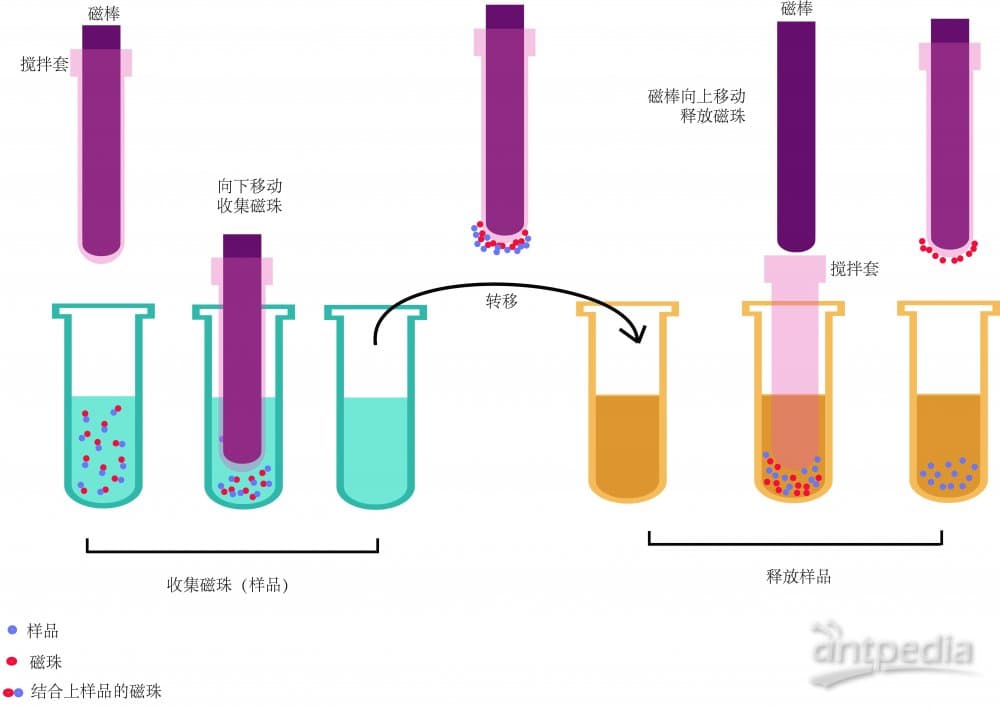 磁性固相萃取（MSPE）技术在食品安全检测中的应用
