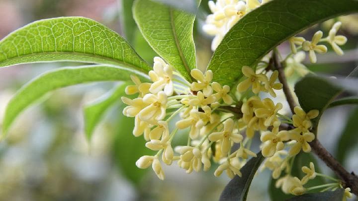 藕粉桂花糕——促进食欲降低胆固醇
