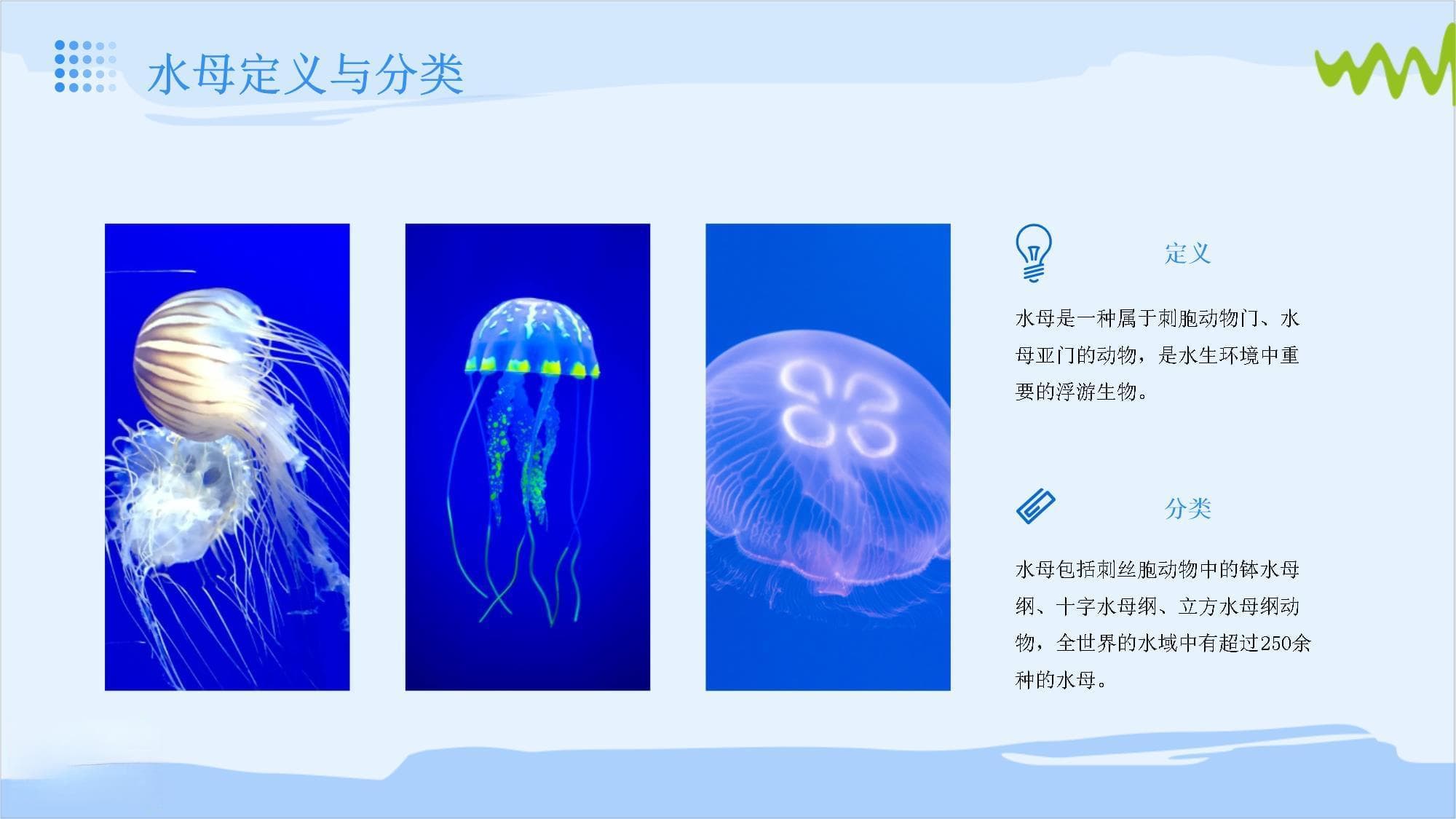 关于水母的知识讲座