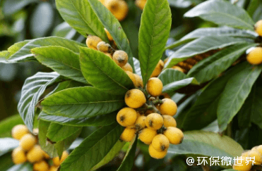 变废为宝！一片干枇杷叶的逆袭：从废弃物到高附加值宝藏
