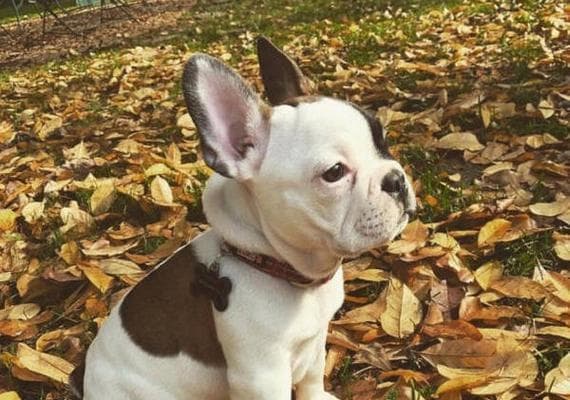斗牛犬品种介绍（认识不同类型的斗牛犬）