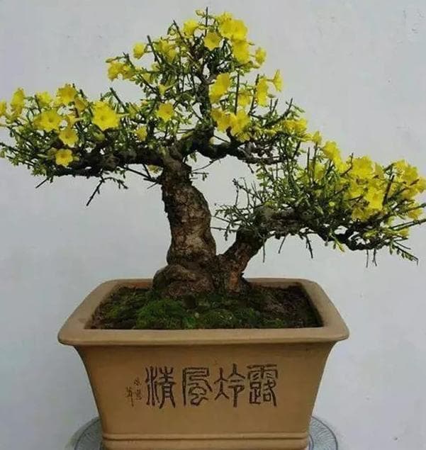迎春花的种植方法是什么？平时管理做到5点，3月花开迎春来