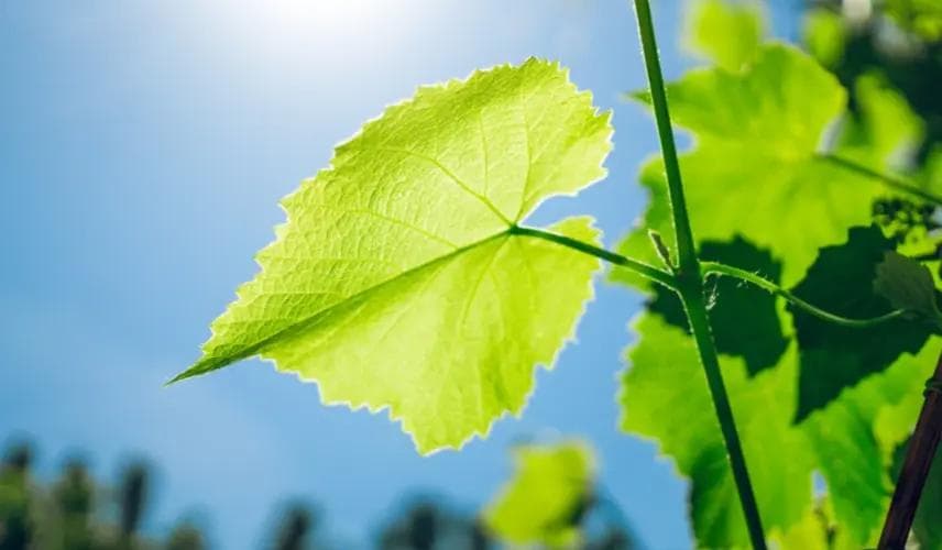 揭秘光合作用：植物如何将阳光转化为能量？