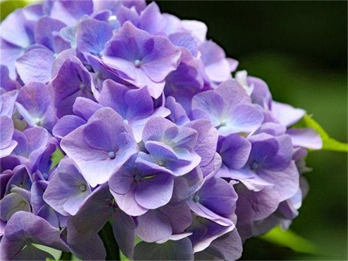 北方懒人低维护花园植物合集(开花类)，你认识几种？