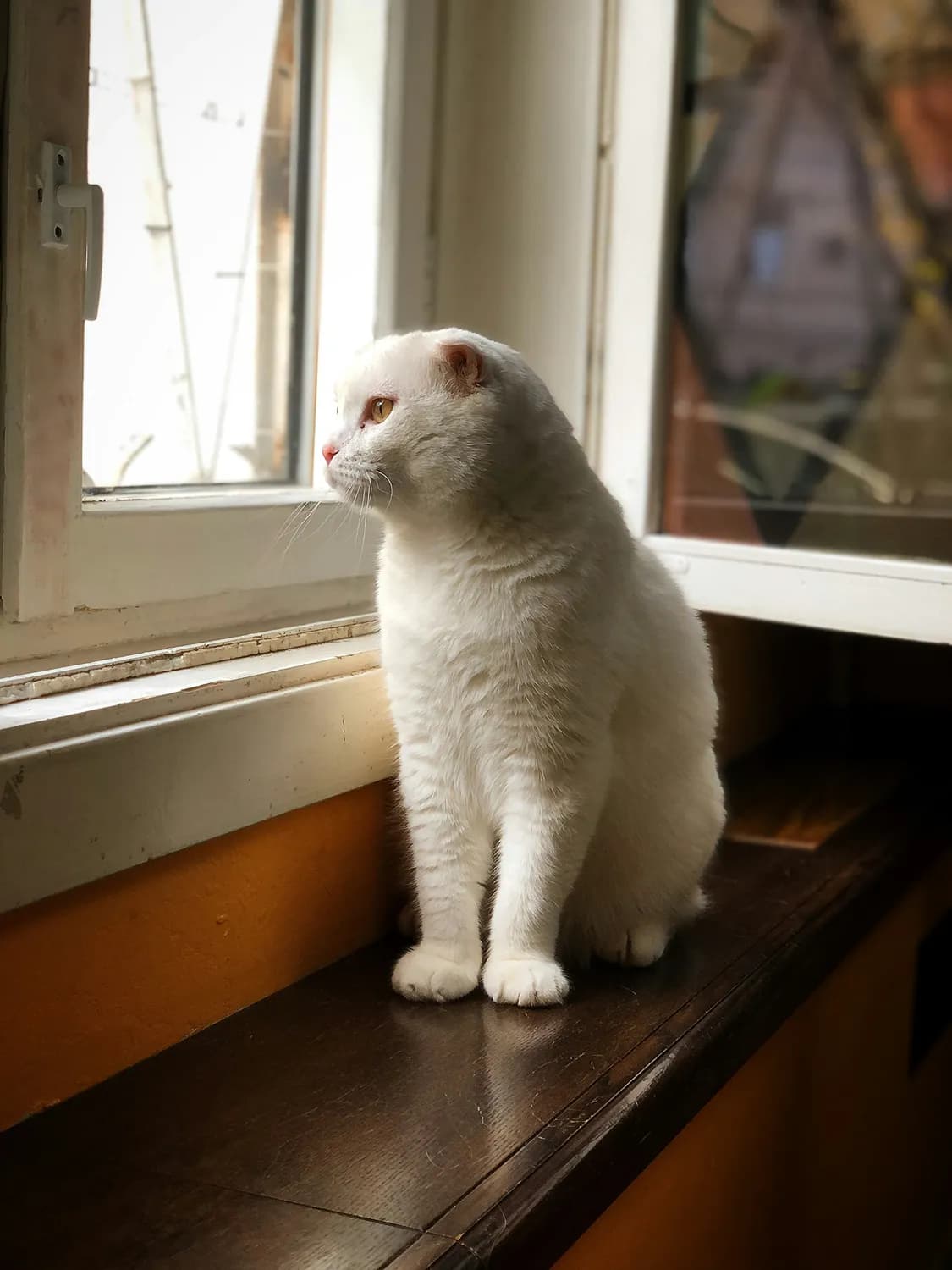 打造白小猫的理想家庭环境