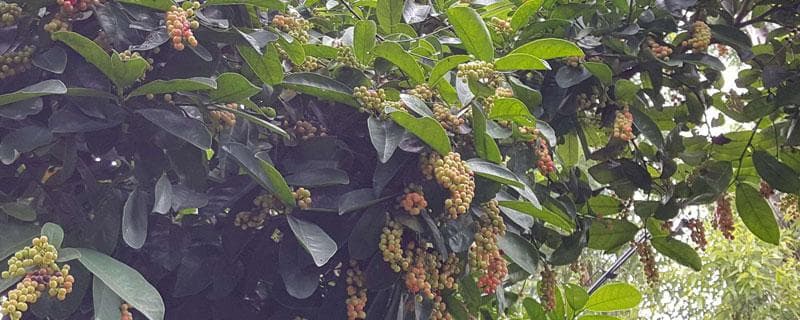 五味子种植条件与气候要求！怎么种植？适应哪些地方种植？