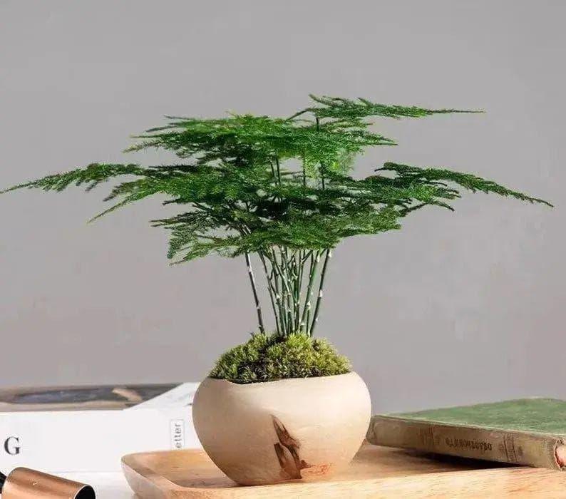 如何养好文竹（文竹养护的正确方法）