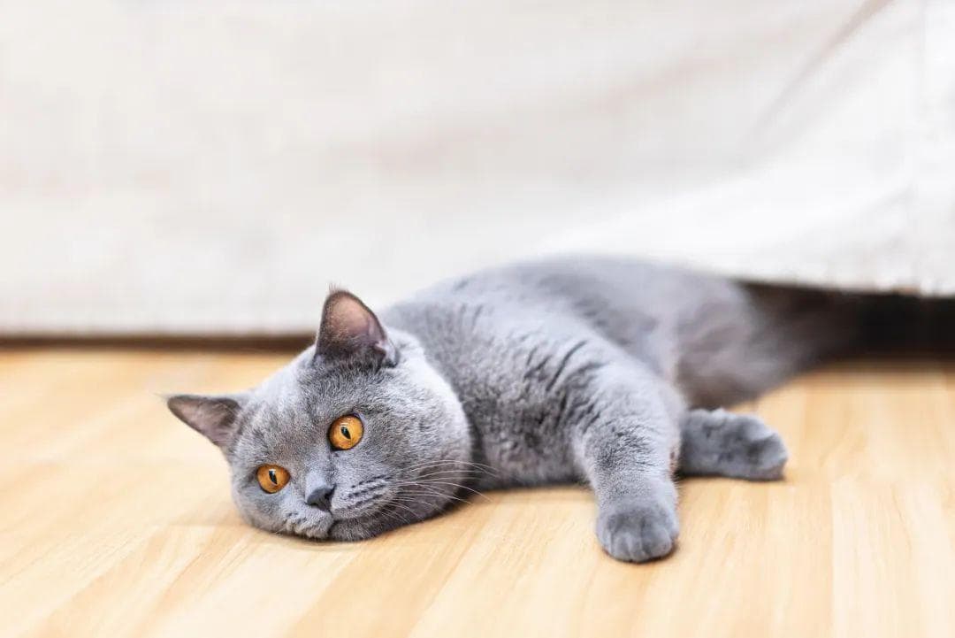 猫meme视频全网爆火！到底对年轻人有什么魔力？