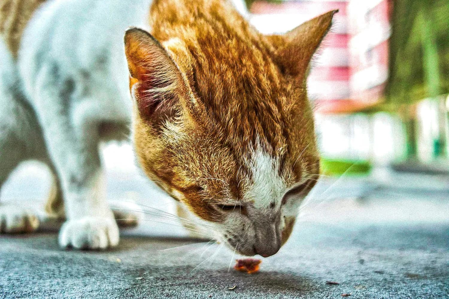 猫咪吃芒果的利弊大揭秘！