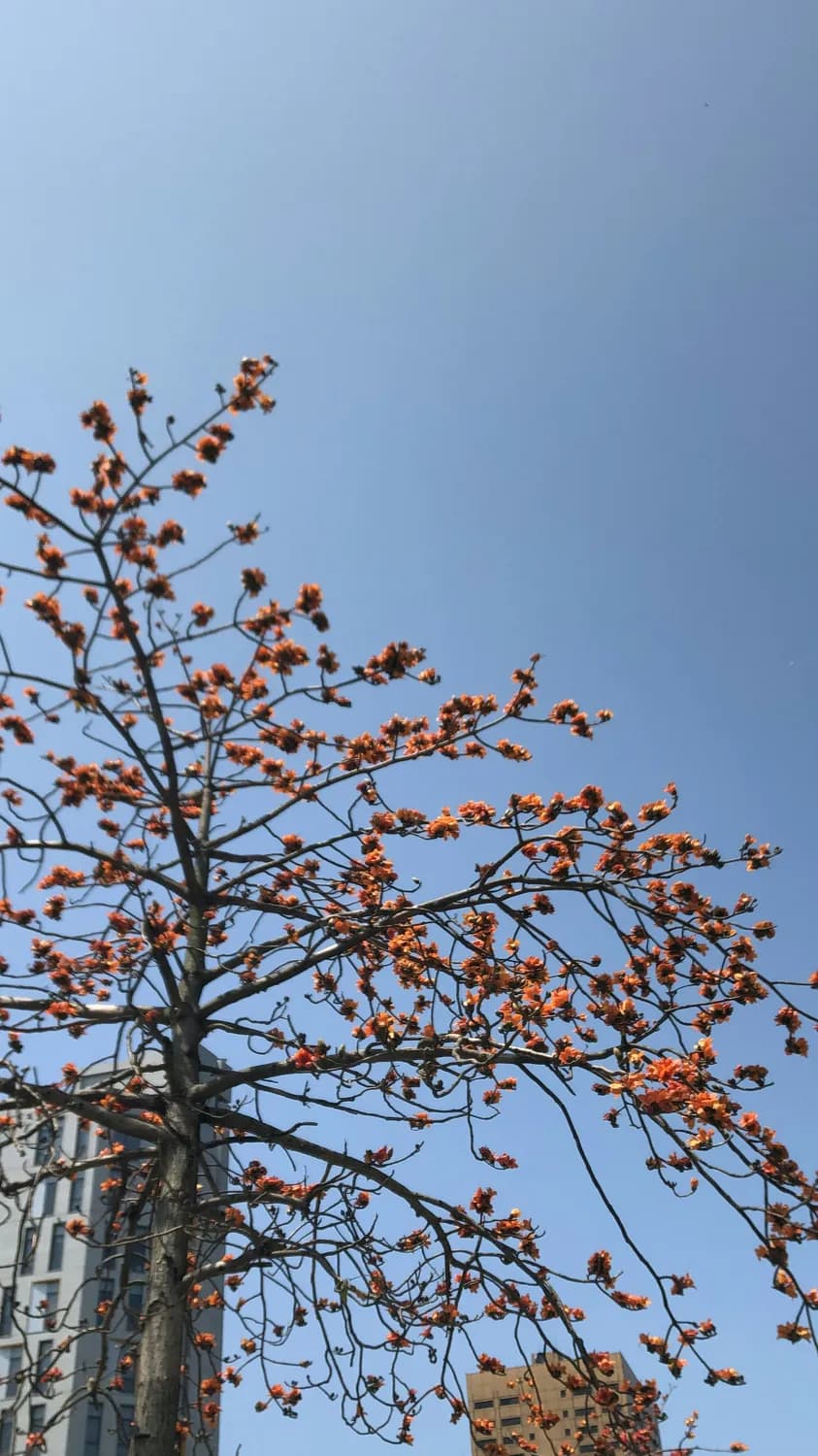 木棉花家庭种植指南：让英雄花在你窗前绽放