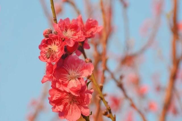 布局好旺桃花风水，解决桃花感情和婚姻问题