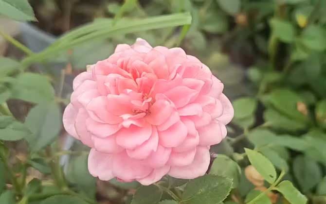 月季花叶子发黄枯萎的原因及解决方法