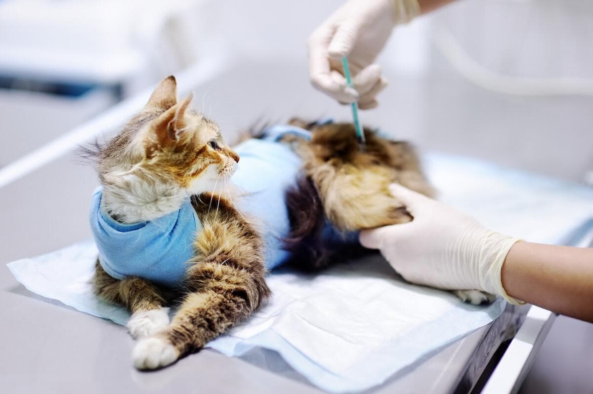 猫三联疫苗接种全攻略：时间间隔、流程及注意事项