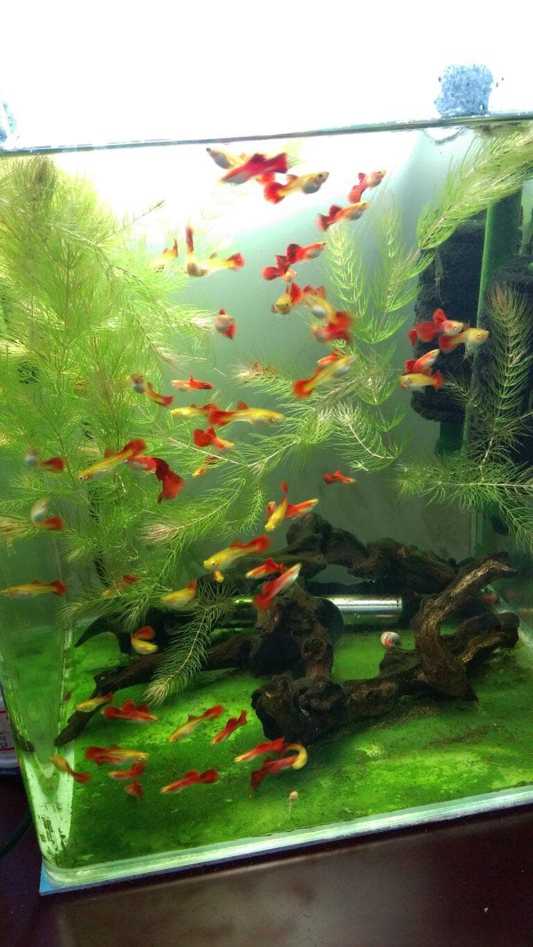 孔雀鱼用药期间可以喂食吗（孔雀鱼治疗期间喂什么好）