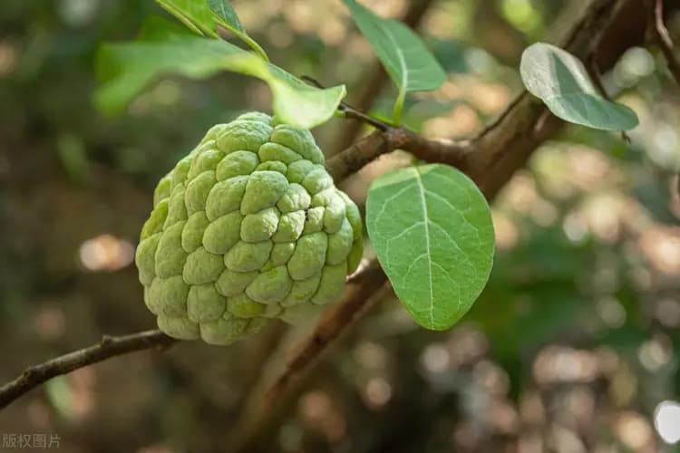 释迦果种植技术和管理方法