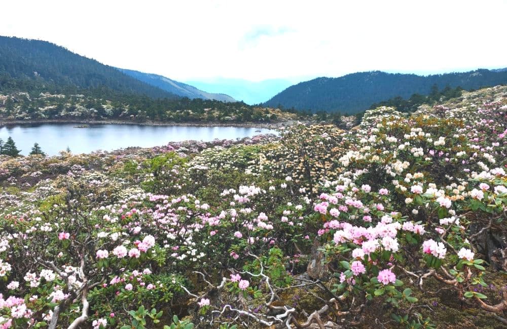 花开正盛，去山野间寻觅春的消息