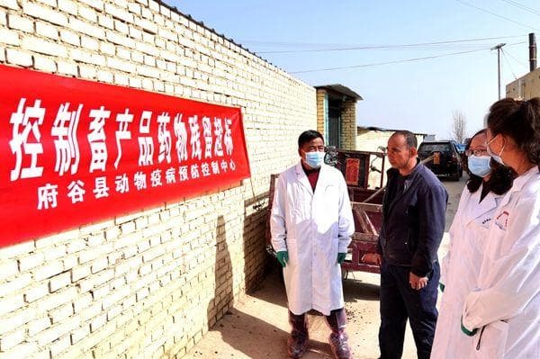 榆林市府谷县：打好动物“防疫针” 筑牢畜禽“安全网”