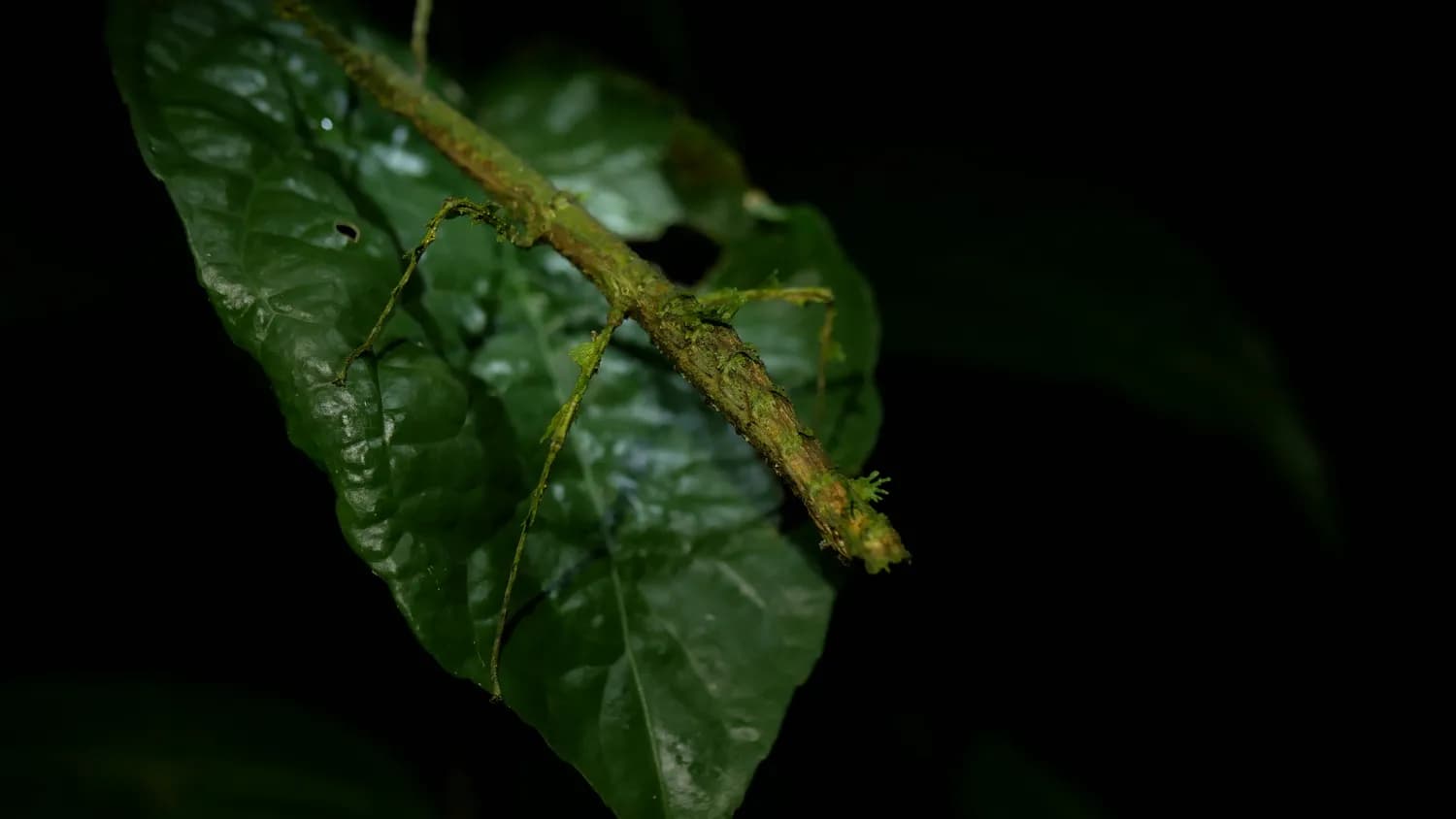 竹节虫：自然界中的隐形高手