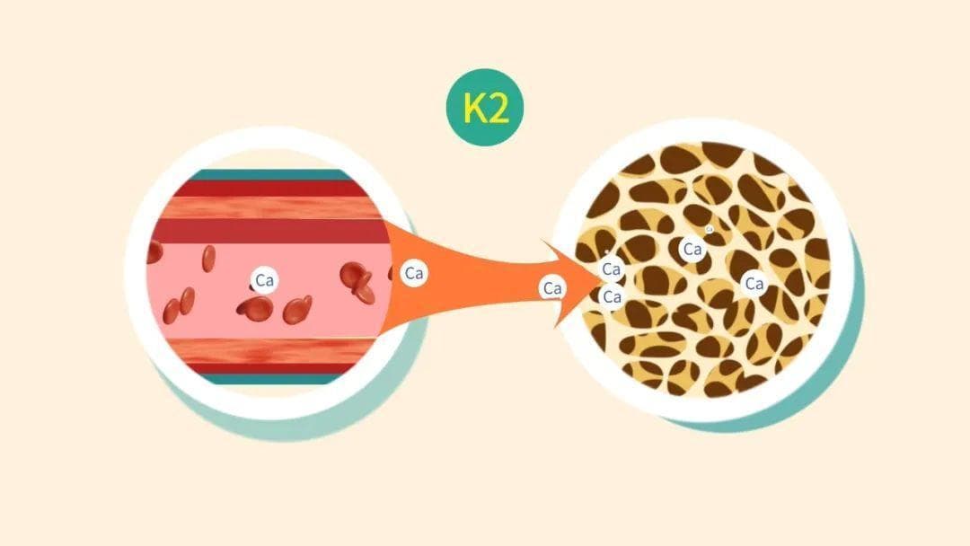 维生素K2：人体中的「多能」营养素