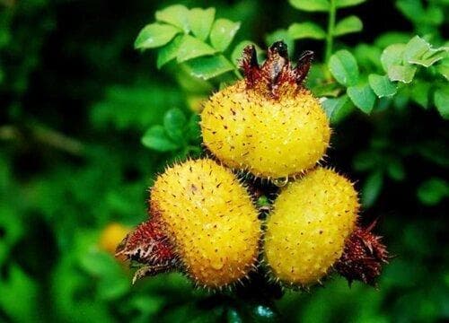 刺梨什么季节成熟采摘？不同品种的成熟期详解