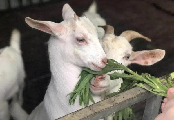 养羊需要种什么牧草