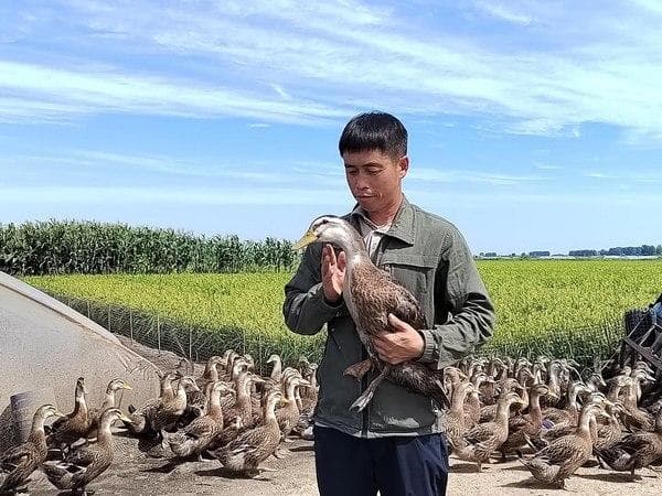庆安：发展“稻鸭共生”模式 走出致富新路