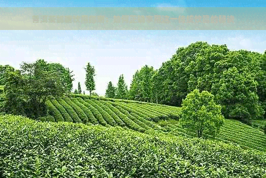 普洱茶加糖饮用指南：如何正确享用这一传统饮品的秘诀