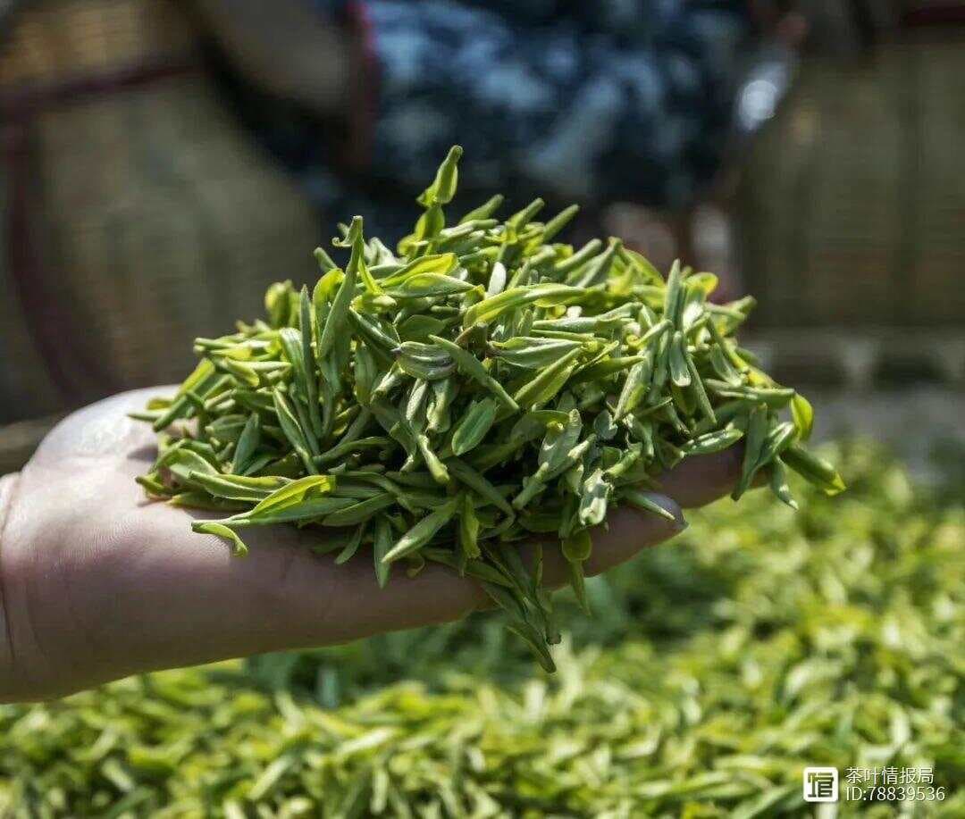 中国哪里产的绿茶最好？