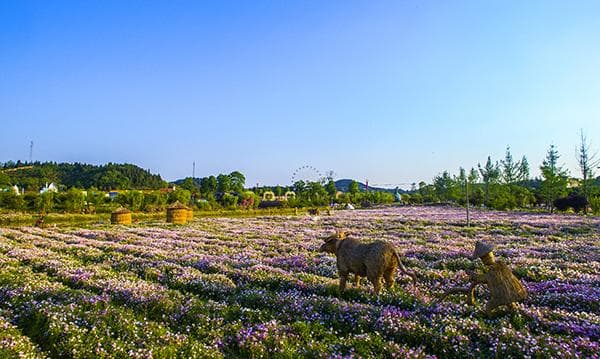 西南最大香草园领衔，绵阳涪城推出农文旅融合精品路线