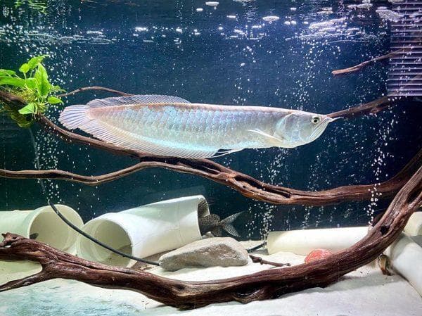 12种适合大型淡水水族箱的大型鱼类