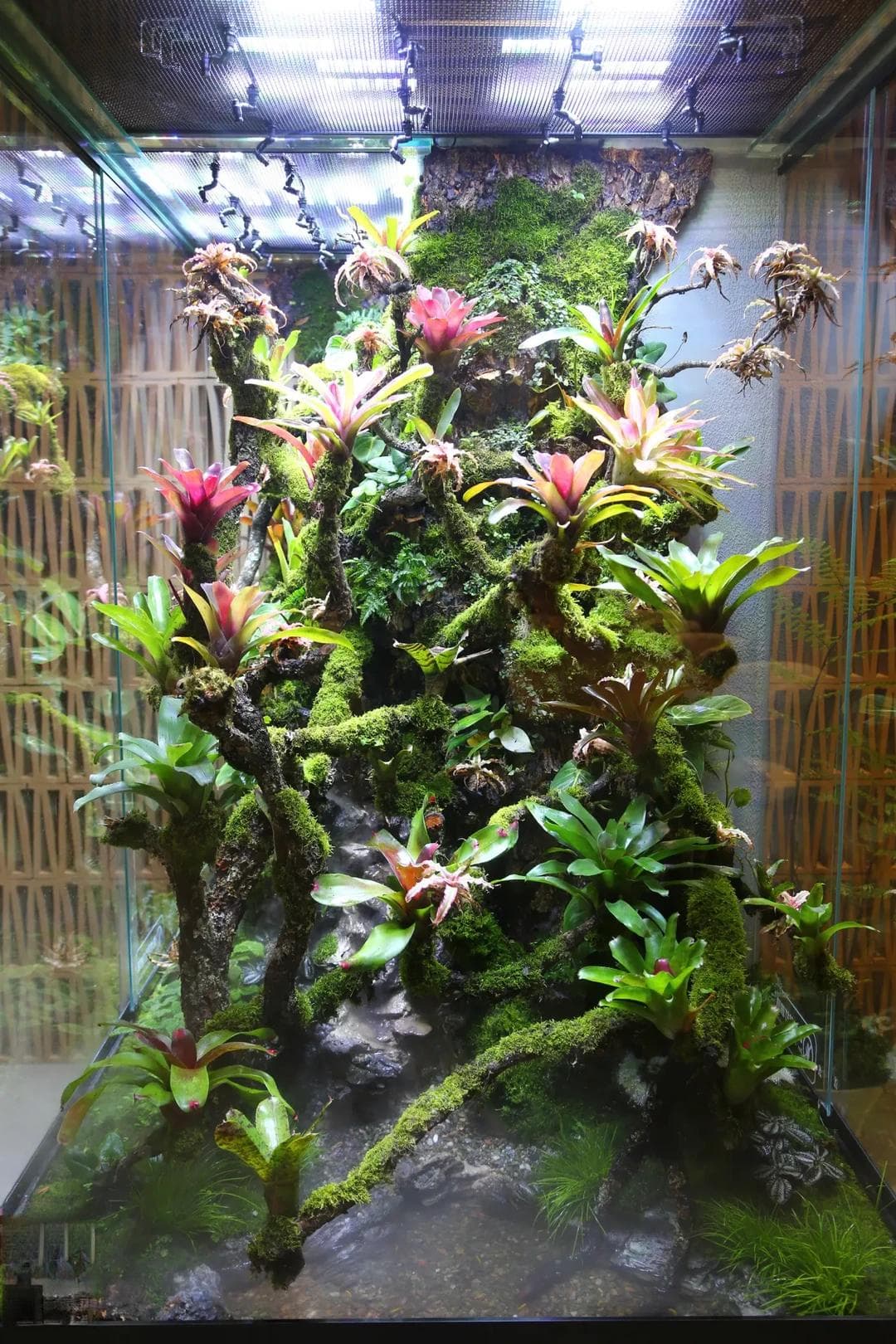 掌握雨林缸造景技巧，让小空间焕发大自然美感