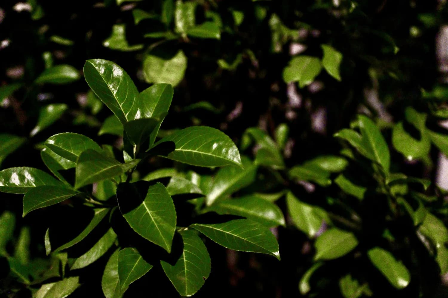 青钱柳：糖尿病患者的天然植物胰岛素