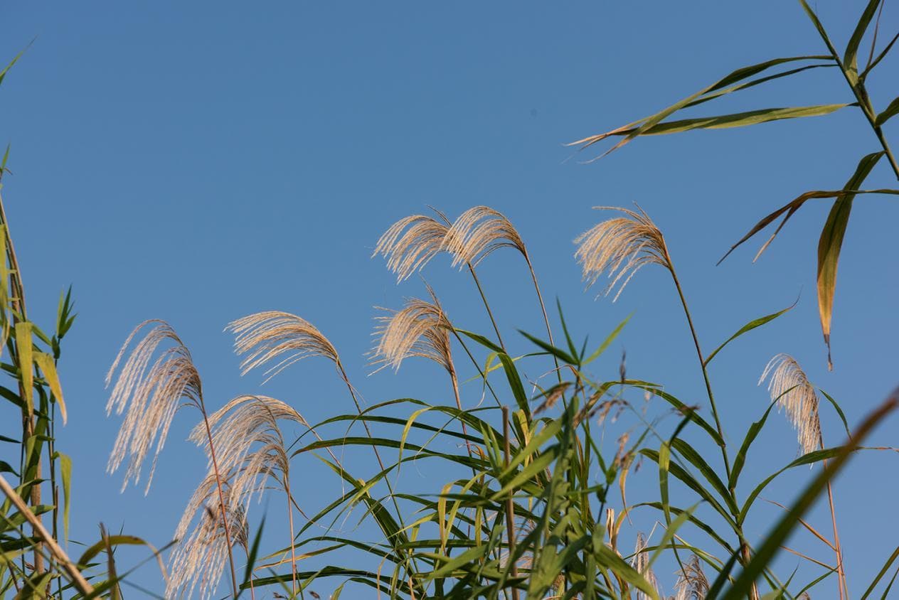 武汉江滩：芦苇与城市的和谐之美